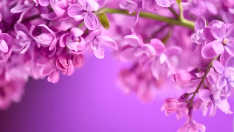 Lilac flowers bunch background. Beautiful opening violet Lilac flower border Easter design closeup. Beauty fragrant tiny flowers open closeup. Nature blooming flowers backdrop. Time lapse 4K UHD video