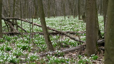 Blooming snowdrops in the forest. Snowdrops are rare flowers recorded in the Red Book, are protected by law. early spring