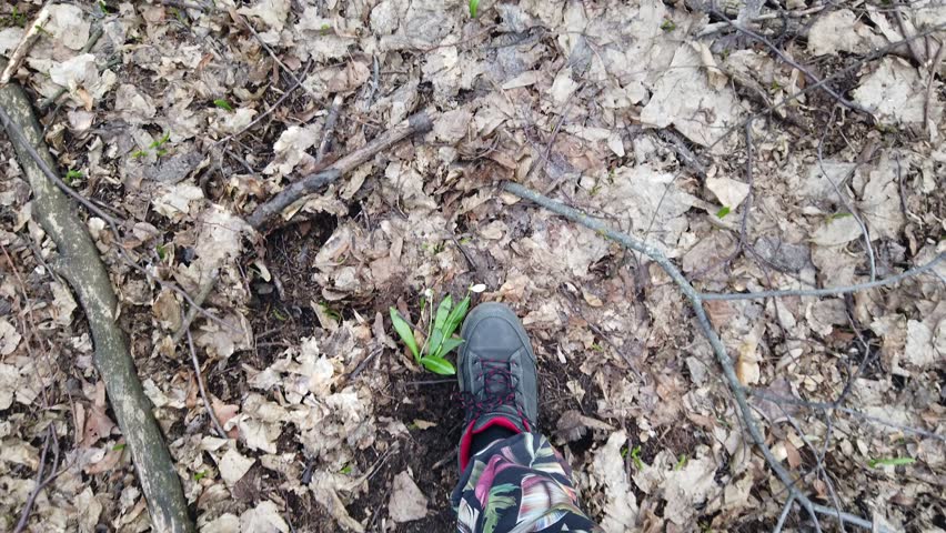 close-up, view from above, in the spring forest, among snowdrops, walking male legs in boots, Snowdrops are rare flowers recorded in the Red Book, are protected by law. early spring