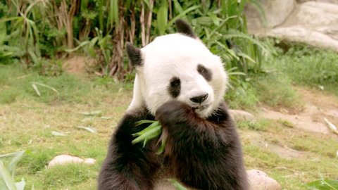 Panda is Eating Bamboo Leaves