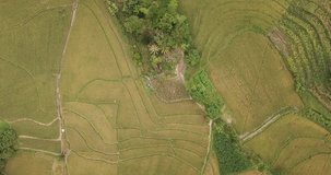 Aerial video in an amazing landscape, with drone, above rice terraces after the harvest period in a beautiful day.