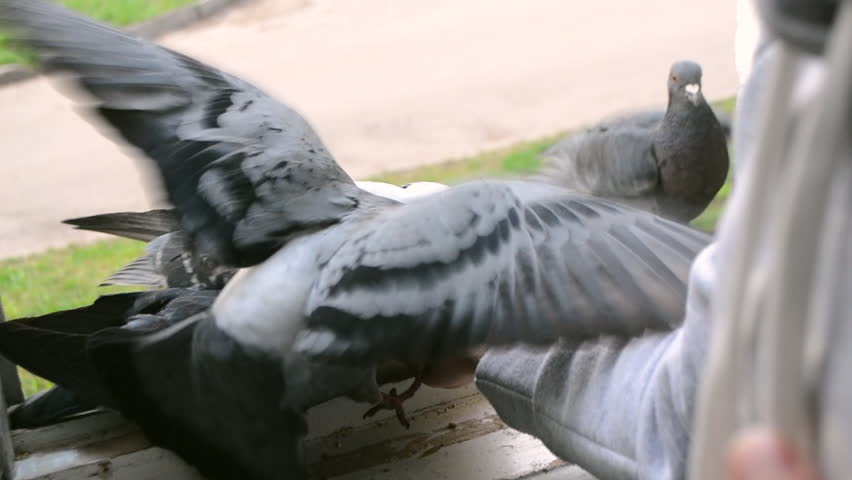 Feeding birds pigeons from hand on spring sunny day. Girl feeding birds doves with hands on the home window sill. POV, point of view close-up. Nature wildlife outdoor