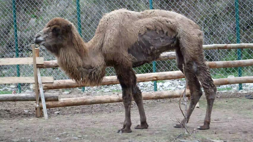 skinny camel