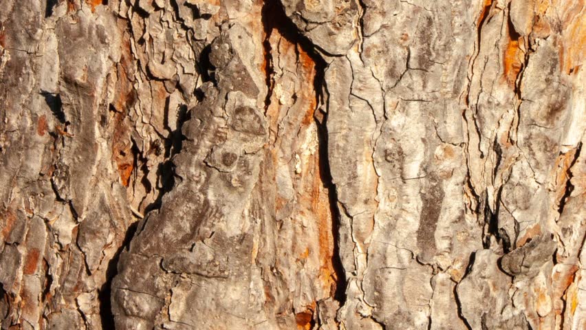 Horse Chestnut Bark, with a texture given by the bark and the trunk. Aged Horse Chestnut Bark, with cracks and deterioration of time. Po Valley, northern Italy Royalty-Free Stock Footage #1028943083