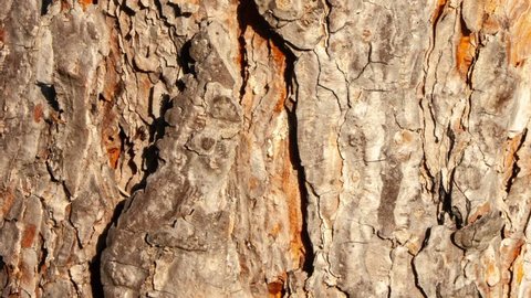 Horse Chestnut Bark, with a texture given by the bark and the trunk. Aged Horse Chestnut Bark, with cracks and deterioration of time. Po Valley, northern Italy