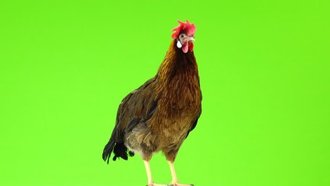cluck Italian partridge chicken isolated on green screen.  sound