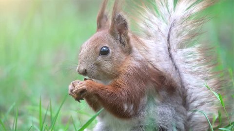 Super Close-up View of Squirrel eating Nuts in Summer Forest 库存视频