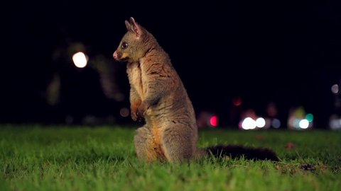 Cute possum at night in a urban park