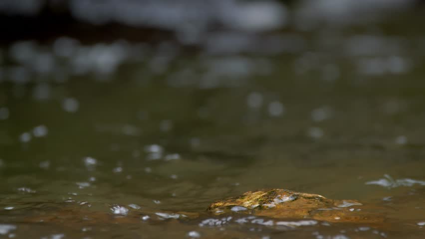 White-throated dipper (Cinclus cinclus) on rock in river