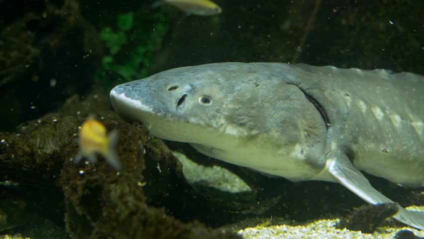 White sturgeon (Acipenser transmontanus) at the bottom of lake