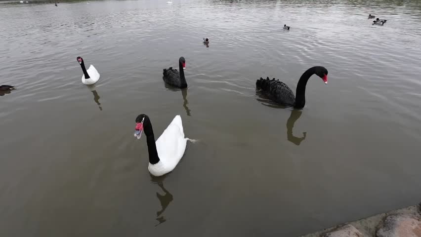 Black swans in pond of city park. Slow Motion Footage.