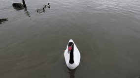 Black swans in pond of city park. Slow Motion Footage.