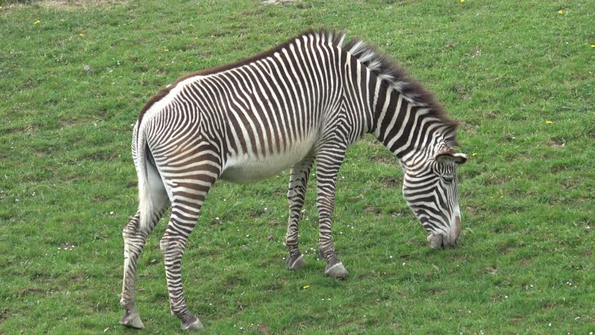 Grevy's Zebra image - Free stock photo - Public Domain photo - CC0 Images
