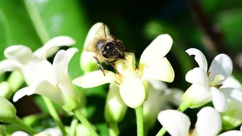 Bee on white flowers during springs in 4K footage, Corsica, France, Europeの動画素材