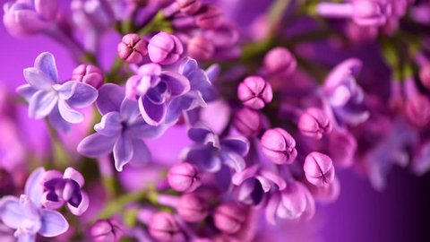 Lilac flowers bunch background. Beautiful opening violet Lilac flower Easter design closeup. Beauty fragrant tiny flowers open closeup. Nature blooming flowers backdrop. Time lapse 4K UHD video