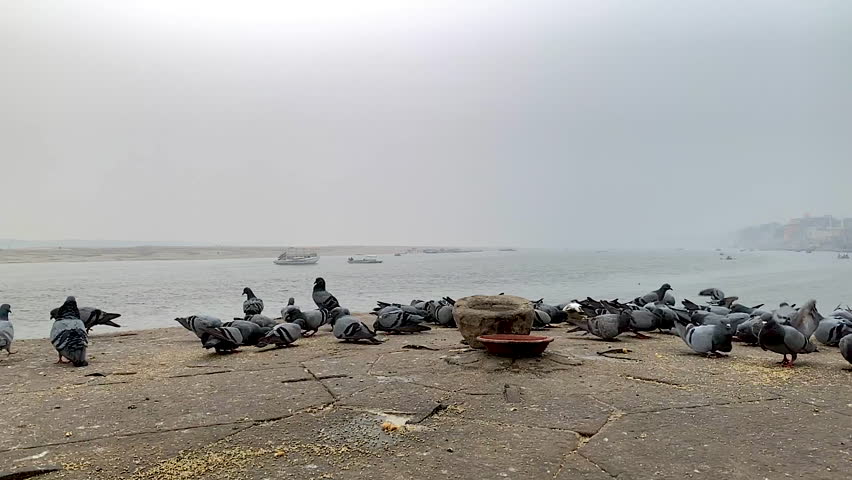 slow motion pigeons in group and flying up