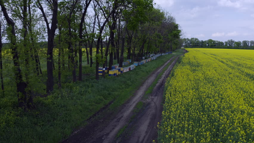 Aerial flying along many hives near blooming yellow rapeseed field. Picturesque canola field under blue sky with white fluffy clouds. Wonderful 4k drone video footage for ecological agricultural conce