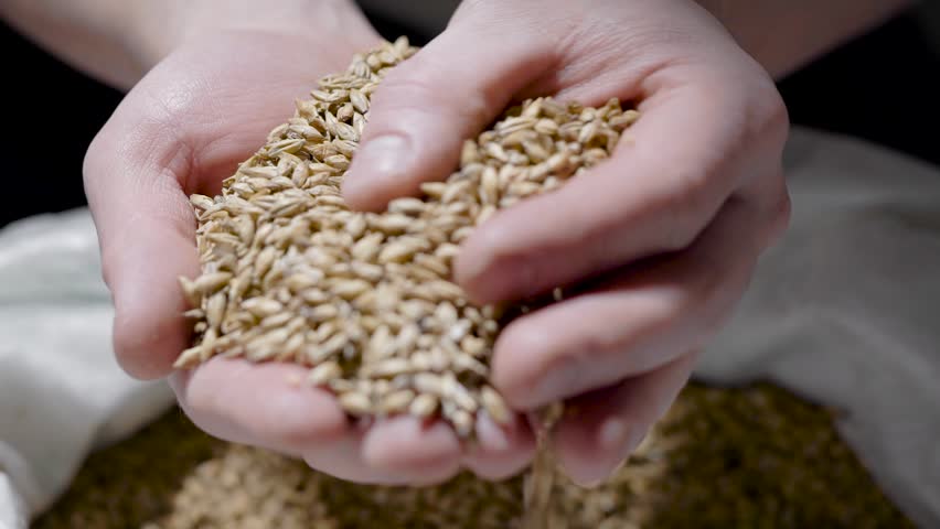 Whole grains of malt in hands of man, close-up view, human is showing grist for camera | Shutterstock HD Video #1028967182