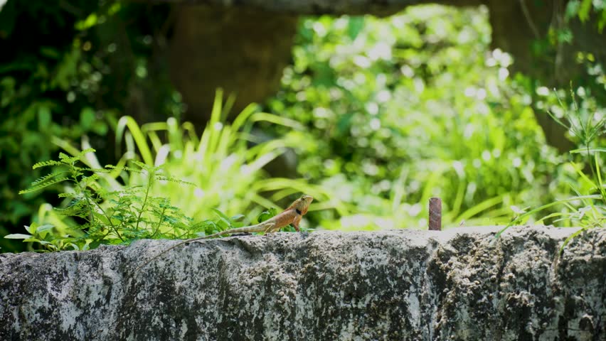 Lizard( Iguana, Gecko, Skink ) on the stone with green leaves Nature Background