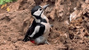 Wildlife video of forest bird, Dendrocopos major sitting on a dry rotten stump in search of larvae. Great Spotted Woodpecker with insects in its beak.