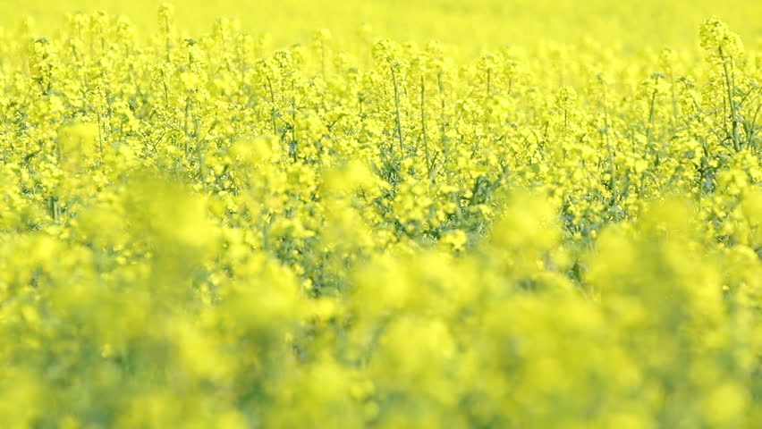 Bee collects nectar pollen on blooming yellow rapeseed field. Picturesque canola field under blue sky with white fluffy clouds. Video footage for ecological agricultural concept. Slow motion video.