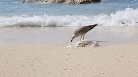 seagull at the beach of Paxos Ionian islands Greece