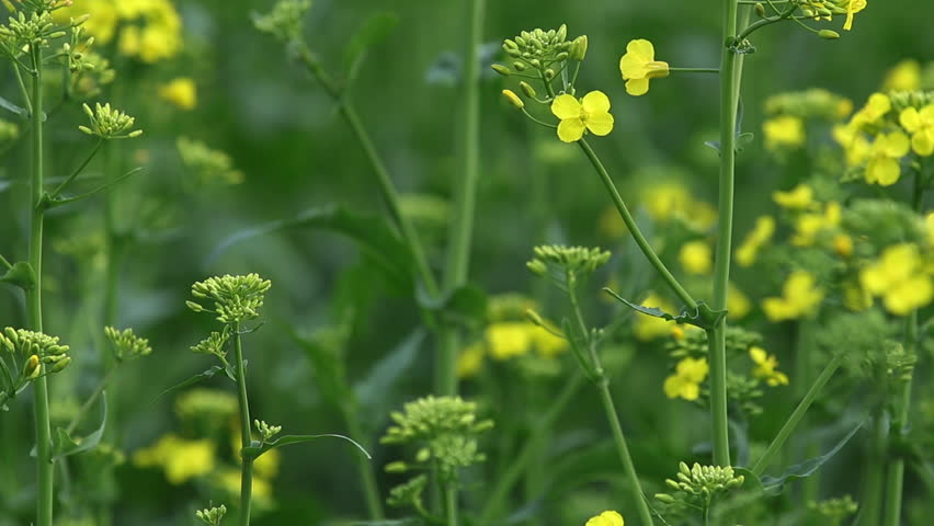 Blooming yellow rapeseed field. Picturesque canola field under blue sky with white fluffy clouds. Wonderful video footage for ecological agricultural concept. 59.94 fps video.