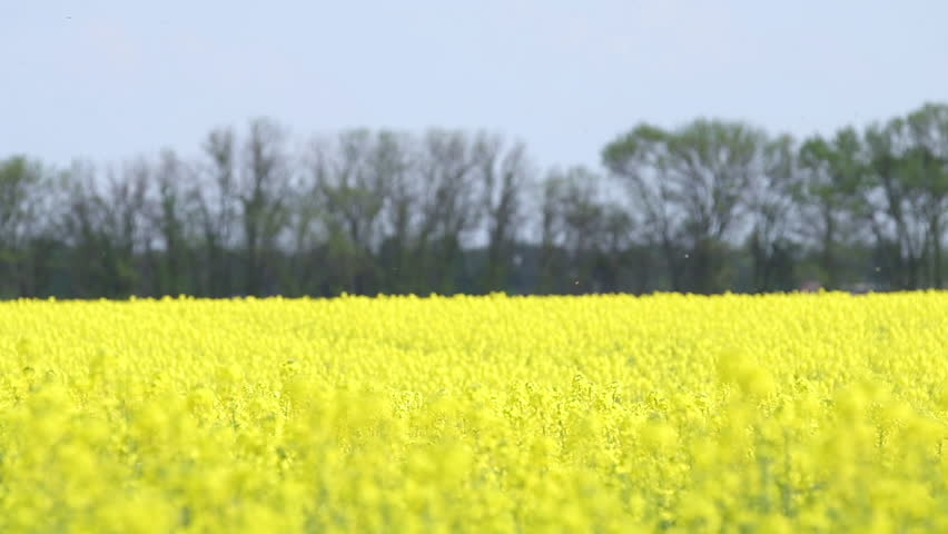 Blooming yellow rapeseed field. Picturesque canola field under blue sky with white fluffy clouds. Wonderful video footage for ecological agricultural concept. Slow motion video.