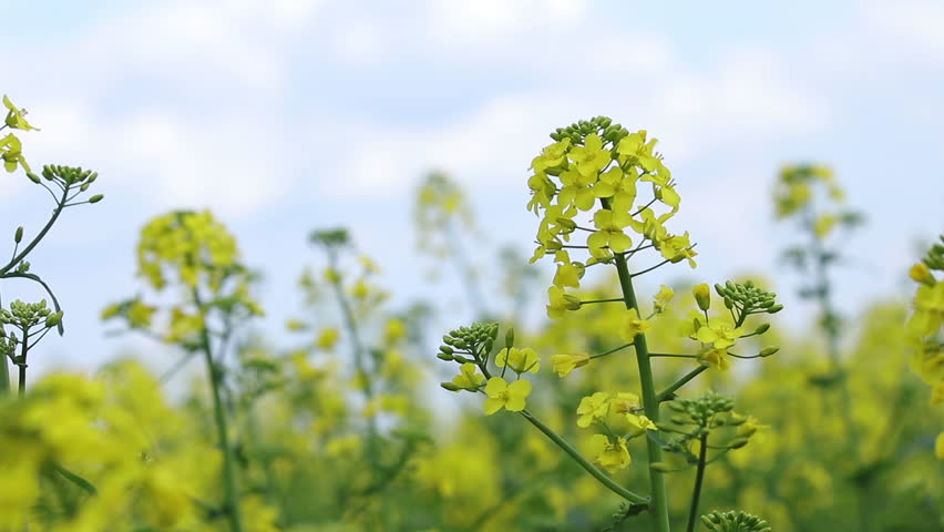 Blooming yellow rapeseed field. Picturesque canola field under blue sky with white fluffy clouds. Wonderful video footage for ecological agricultural concept. Slow motion video.