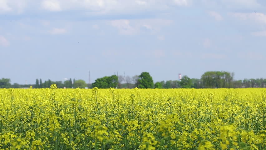 Blooming yellow rapeseed field. Picturesque canola field under blue sky with white fluffy clouds. Wonderful video footage for ecological agricultural concept. Slow motion video.