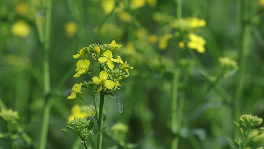Blooming yellow rapeseed field. Picturesque canola field under blue sky with white fluffy clouds. Wonderful video footage for ecological agricultural concept. Slow motion video.