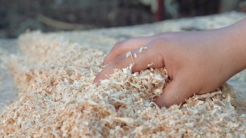 girl takes in hand wood sawdust