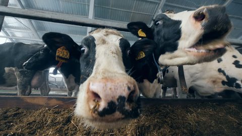 Nebs of cows in a close up during feeding process