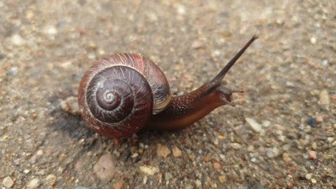 Close-up of a snail crawling on the ground after the rain.