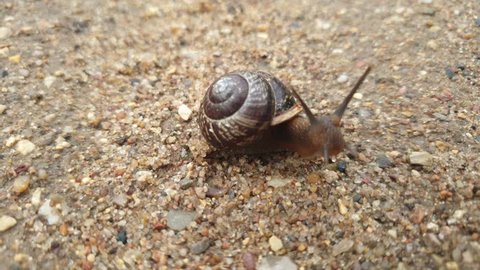Close-up of a snail crawling on the ground after the rain.