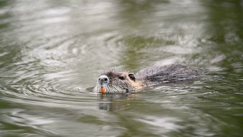 Coypu floats on the water surface of a pond. Orange teeth are visible.