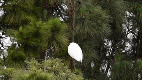 HD video of a Great Egret, also know as the common egret, perched in a Ponderosa Pine tree looking around then flies away.