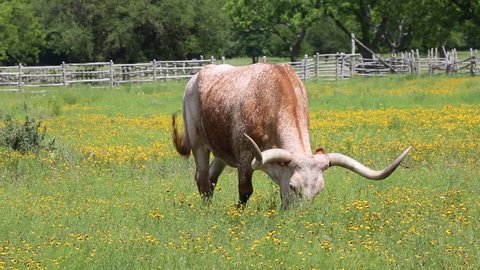 A Texas Longhorn cow grazing peacefully in a field of wildflowers on a bright and sunny day
