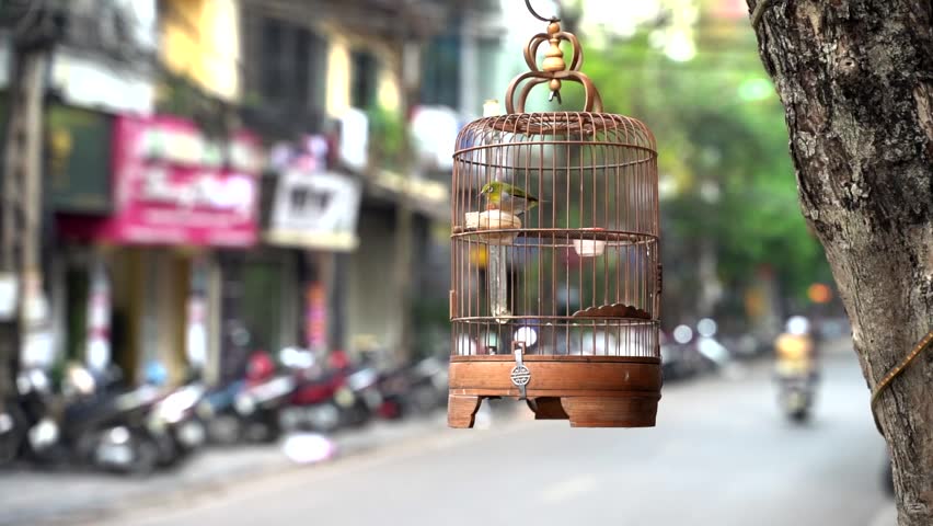 Little bird in a wooden cage in the streets of Hanoi