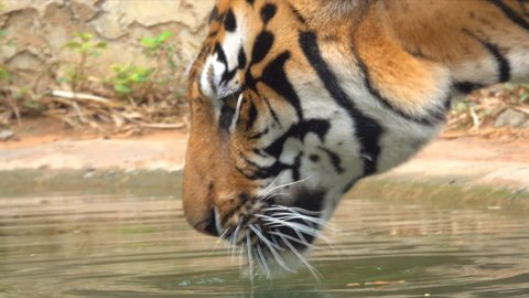 Tiger drinking water in forest on hills nature.