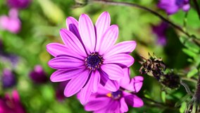 Purple Pink Daisies in 4k video found in a garden in Corsica, France, Europe