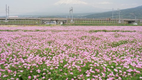 Fuji City, Shizuoka Pref., Japan - April 29, 2019: Shinkansen bullet train passing by Mt. Fuji over a field of Japanese milk-vetch flowers (tilt up)