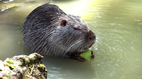 Beaver rodent nibbles apple in the swamp Stock Video