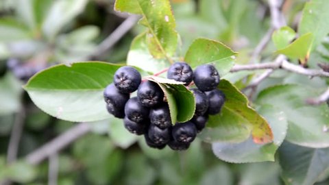 Aronia berries (Aronia melanocarpa, Black Chokeberry) growing in the garden. Branch filled with aronia berries.