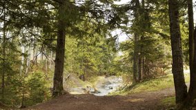 Peaceful forest landscape with mountain stream flowing among green tree trunks sunny summer day. Front video shot of coniferous woods river wild nature. Environment earth protection deforestation
