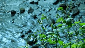 Green plants on a creek with stones