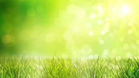 Sunny background with Natural branch with green leaves and green grasses in the lawn on the forest. Spring, Summer nice landscape with sunlights. Looped 4K motion graphic.