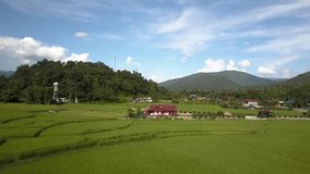 Drone flying backwards over a beautiful green rice field at Chiang Rai Northern Thailand