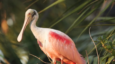 Roseate spoonbill (Platalea ajaja) is a gregarious wading bird of the ibis and spoonbill family. Feeds in shallow fresh or coastal waters by swinging its bill from side to side. Beautiful pink color.