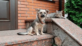 4k video of cat and dog sitting on the house porch